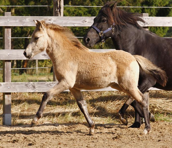 Bjarndis von Heidmoor h.jpg